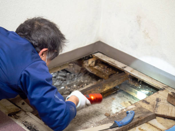 Best Industrial Mold Remediation in Birch Bay, WA