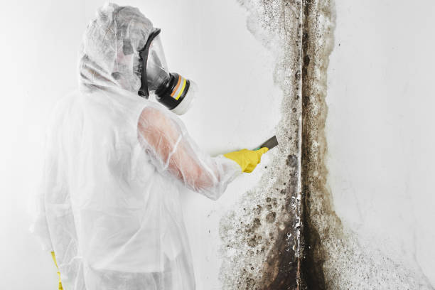 Best Post-Flood Mold Remediation in Birch Bay, WA